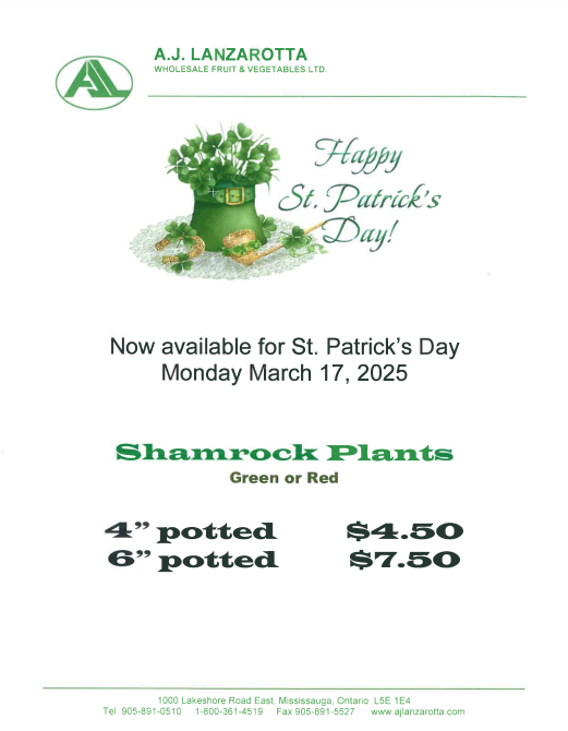 Shamrock Plants 2025